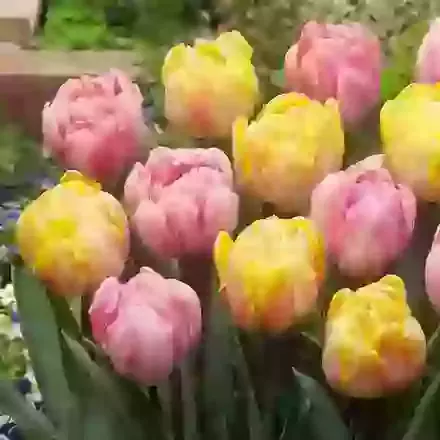 Two Tone Mixture